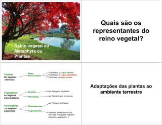 Reino Vegetal.pdf
