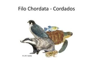Cordados – Filo Chordata.pdf